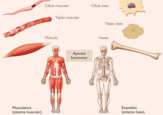 Aparato locomotor