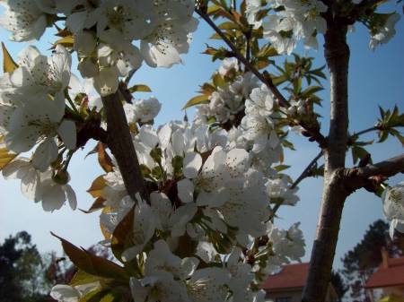 PRUNUS FLORENSIS