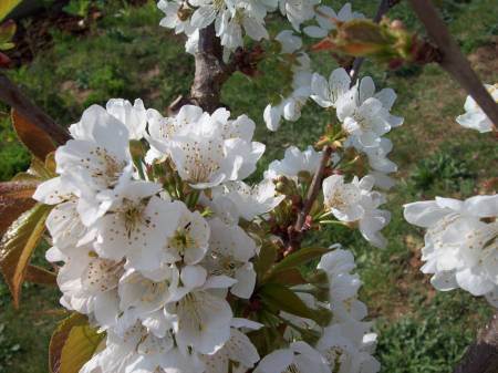 CERDEIRA EN FLOR